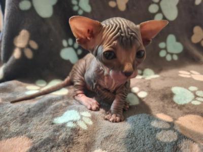 Briar - Sphynx - Gallery Photo #1