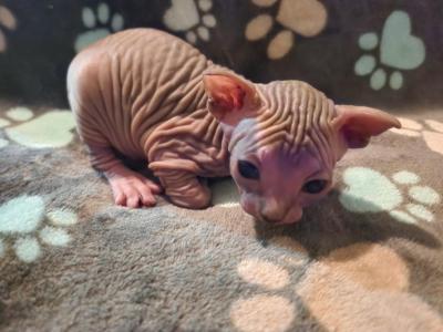 Morel - Sphynx - Gallery Photo #1