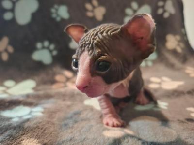 Moss - Sphynx - Gallery Photo #1