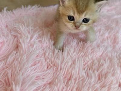 Spice - British Shorthair - Gallery Photo #1