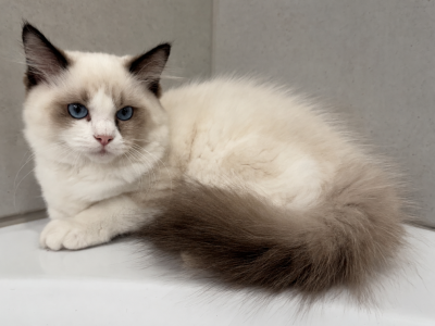 Peach - Ragdoll - Gallery Photo #1