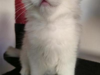 Lola's Summer Litter - Ragdoll - Gallery Photo #1