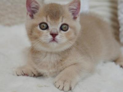 British Winston - British Shorthair - Gallery Photo #1