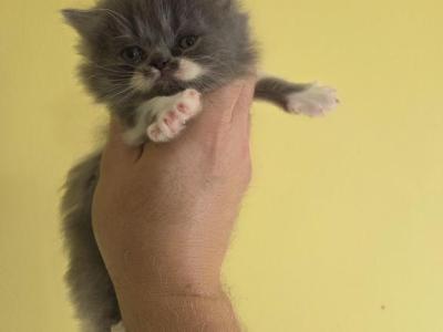 Benny - Persian - Gallery Photo #1
