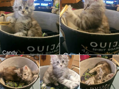 Candy - Maine Coon - Gallery Photo #1