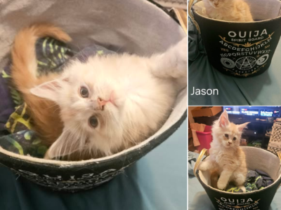 Jason - Maine Coon - Gallery Photo #1