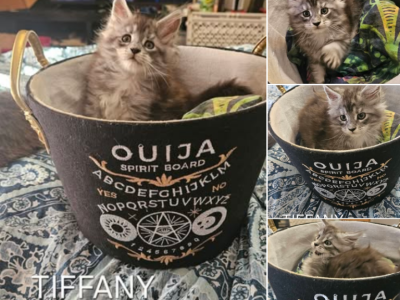 Tiffany - Maine Coon - Gallery Photo #1