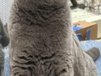Luna - British Shorthair - Gallery Photo #1