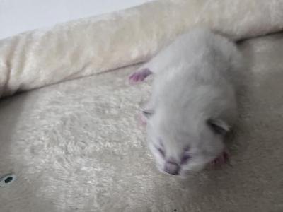 RESERVED Kamazani - Ragdoll - Gallery Photo #1