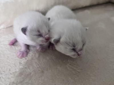 2 Blue Bicolor Girls - Ragdoll - Gallery Photo #1