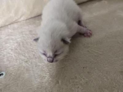 Blue Point Girl - Ragdoll - Gallery Photo #1