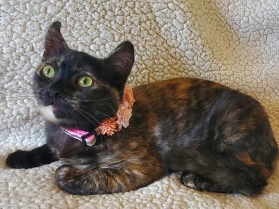Pebbles - Domestic - Gallery Photo #1