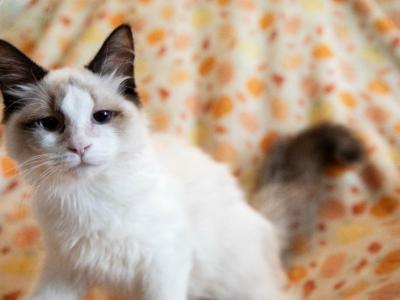 Rosemary - Ragdoll - Gallery Photo #1