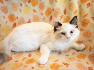 Marigold And Sunflower - Ragdoll - Gallery Photo #1