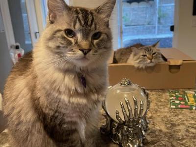 Stormy & Misty - Ragdoll - Gallery Photo #1