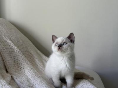 White Scottish Straight Kitten - Scottish Straight - Gallery Photo #1