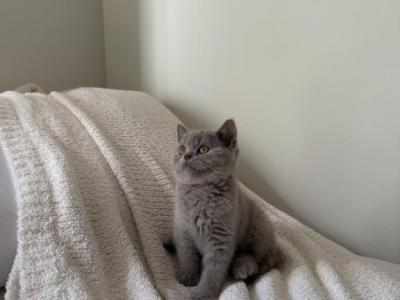 Lilac Scottish Straight Kitten - Scottish Straight - Gallery Photo #1