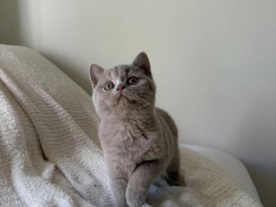 Fawn Shorthair British Kitty - British Shorthair - Gallery Photo #1