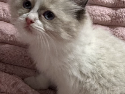 Celeste Blue Point Bi Colored Female - Ragdoll - Gallery Photo #1