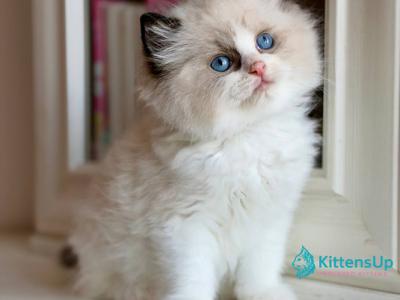 Romka - Ragdoll - Gallery Photo #1