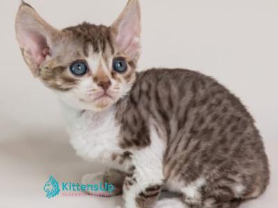 Fexik - Devon Rex - Gallery Photo #1