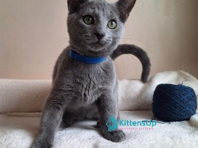 Charlton - Russian Blue - Gallery Photo #1