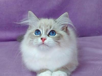 Oligarch - Siberian - Gallery Photo #1