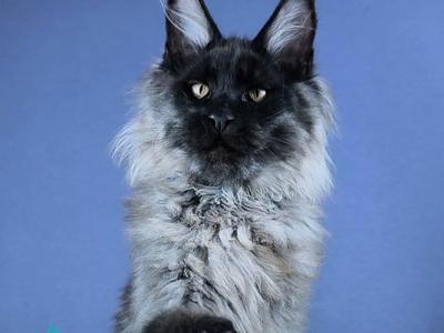 Kurazh - Maine Coon - Gallery Photo #1