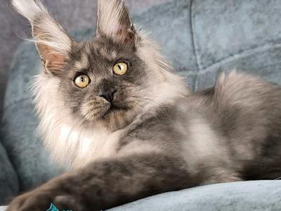 Meringues - Maine Coon - Gallery Photo #1