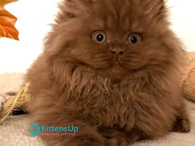 Micky_ - British Shorthair - Gallery Photo #1