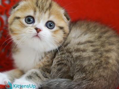 Dior - Scottish Fold - Gallery Photo #1