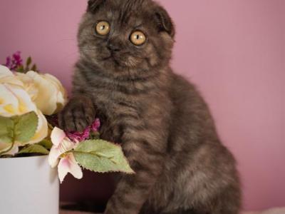 Edelweiss - Scottish Fold - Gallery Photo #1