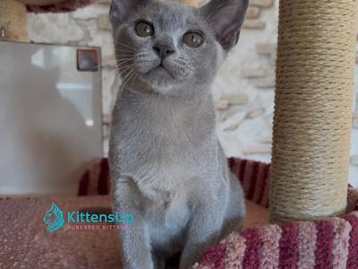Vest - Burmese - Gallery Photo #1