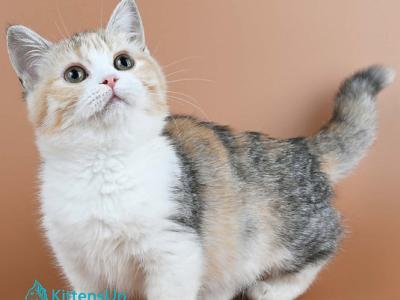 Nona - Munchkin - Gallery Photo #1