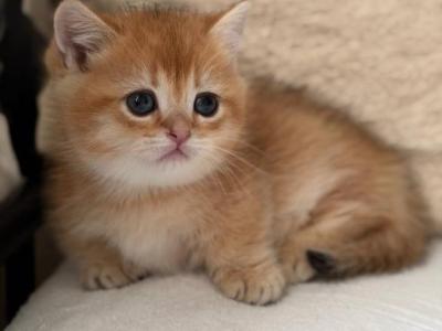 Konon - Munchkin - Gallery Photo #1