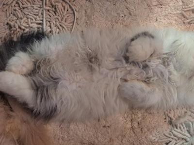MILO - Persian - Gallery Photo #1