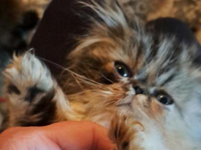 WILLOW - Persian - Gallery Photo #1