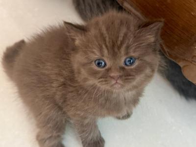 British Shorthair Chocolate Female - British Shorthair - Gallery Photo #1