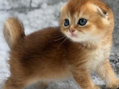 Scottish Fold Golden Young Male - Scottish Fold - Gallery Photo #1