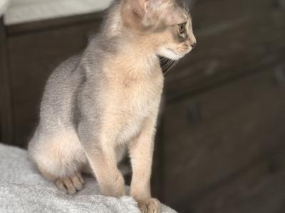 Milo - Abyssinian - Gallery Photo #1