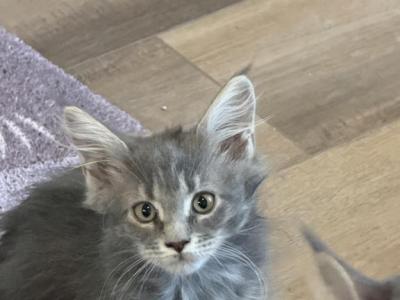 Savannah - Maine Coon - Gallery Photo #1