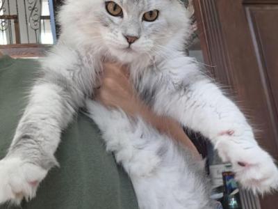 Black Silver Tabby - Maine Coon - Gallery Photo #1