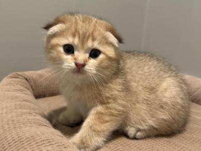 August - Scottish Fold - Gallery Photo #1