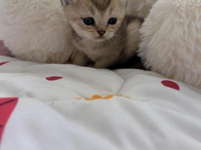Cinnamon - British Shorthair - Gallery Photo #1