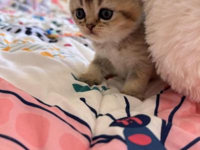 Hazel - British Shorthair - Gallery Photo #1