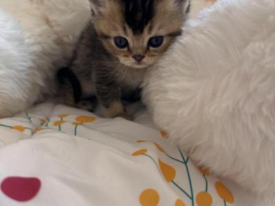 Maple - British Shorthair - Gallery Photo #1