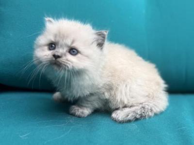Blue Point Mink Cherubim Male Ragdoll  CLOUD - Ragdoll - Gallery Photo #1