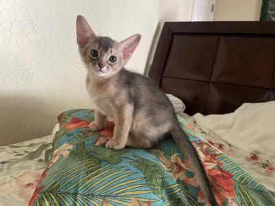 Sweet Blue Boy - Abyssinian - Gallery Photo #1