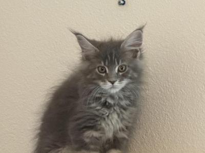 Sage - Maine Coon - Gallery Photo #1