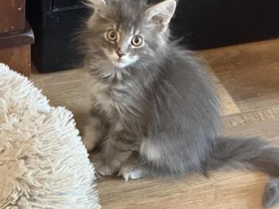 Shiloh - Maine Coon - Gallery Photo #1